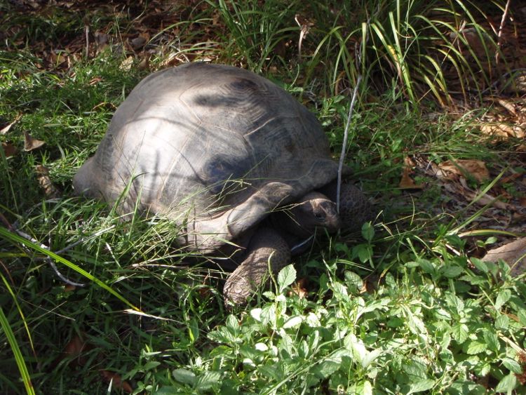 Galápagos tortoise