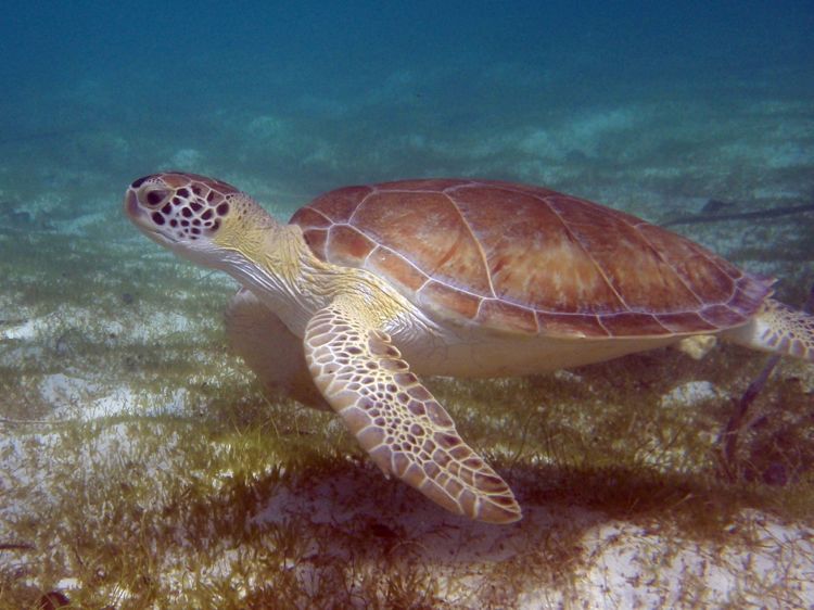 Green Sea Turtle