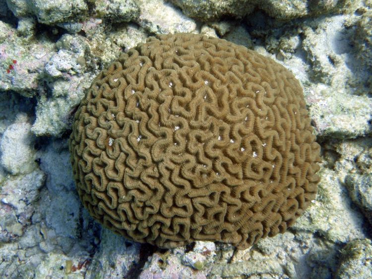 Grooved Brain Coral