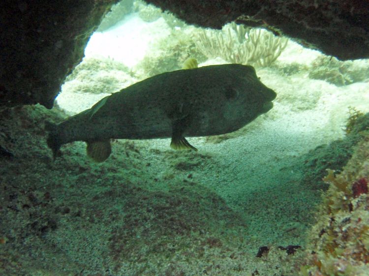 Porcupinefish (36