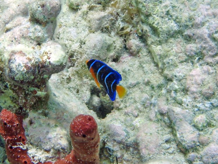 Queen Angelfish Juvenile (2