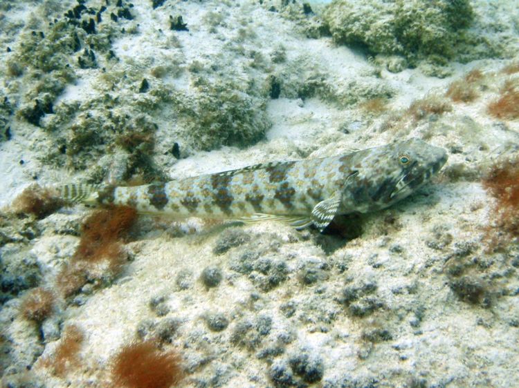 Sand Diver (16