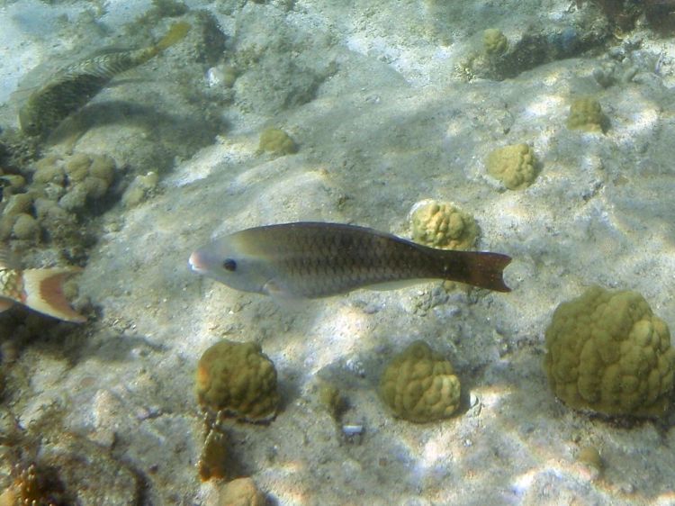 Yellowtail Parrotfish Juv (10