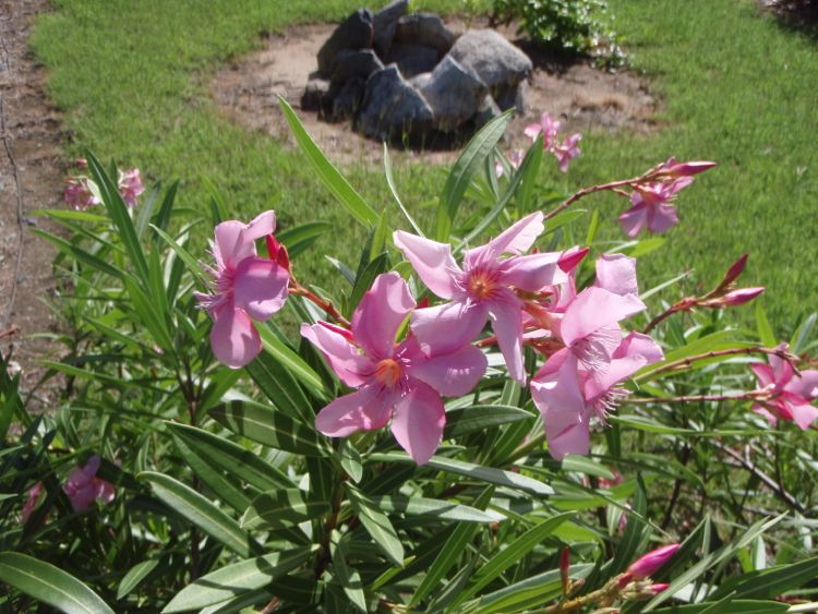 Oleander Flower