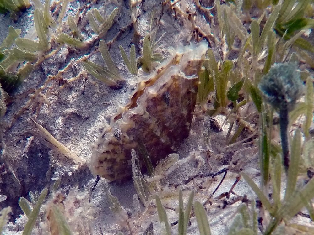 Amber Penshell clam