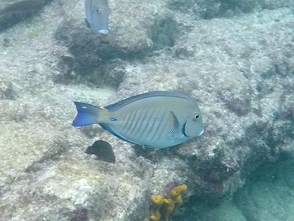 Doctorfish (8