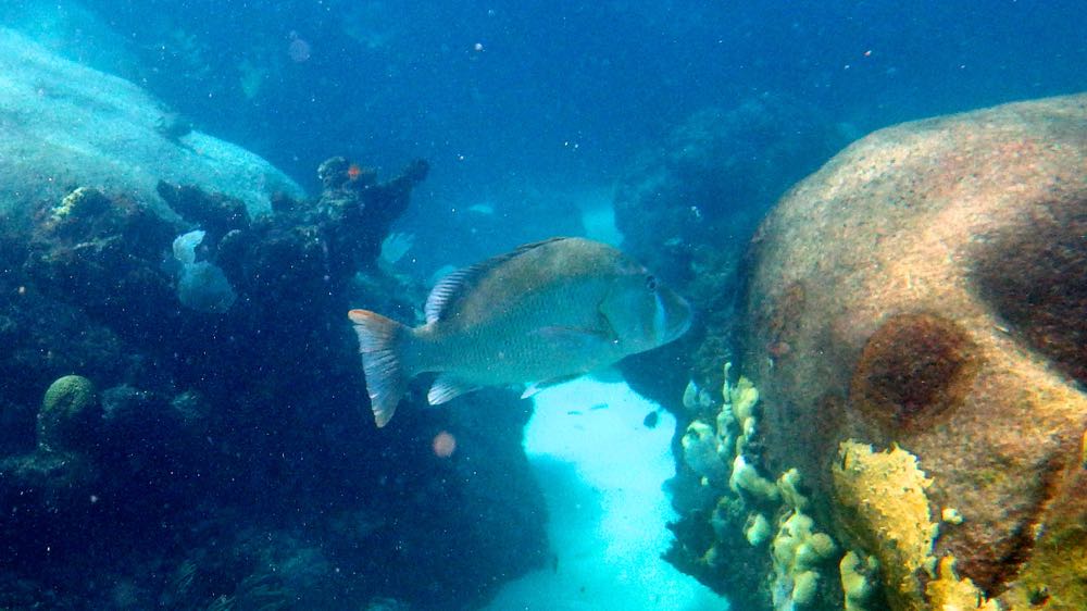 Dog Snapper (36