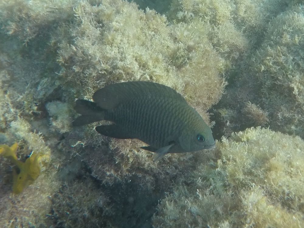 Dusky Damselfish (4