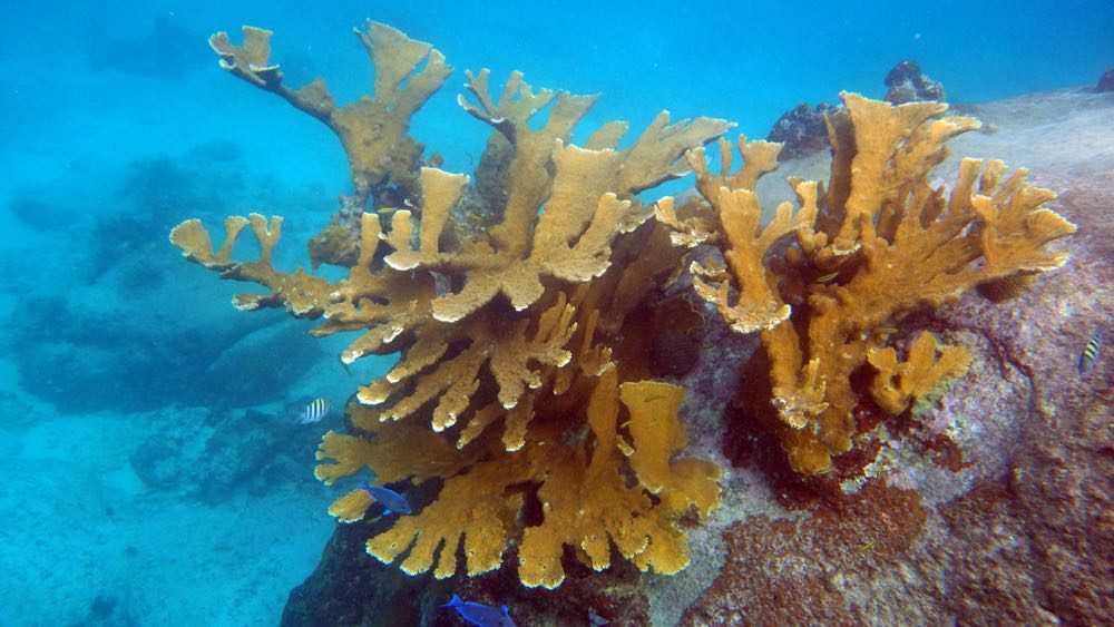 Elkhorn Coral (S)