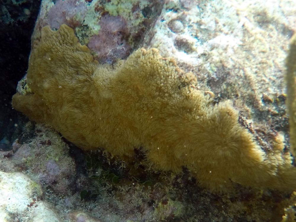 Encrusting Gorgonian