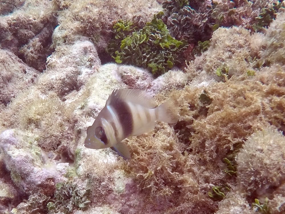 Barred Hamlet