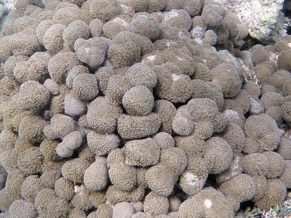 Finger Coral