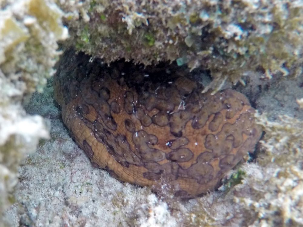 Five-Toothed Sea Cucumber