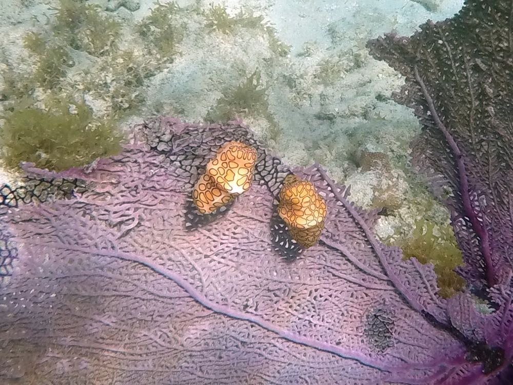 Flamingo Tongue