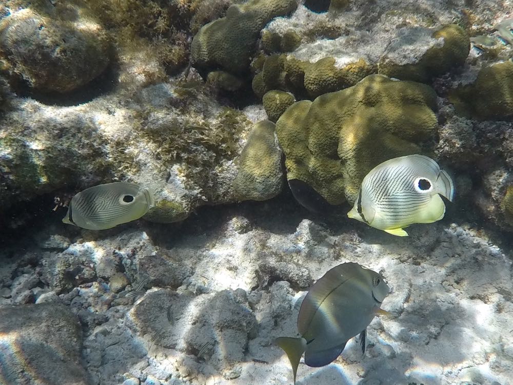 Foureye Butterflyfish (4