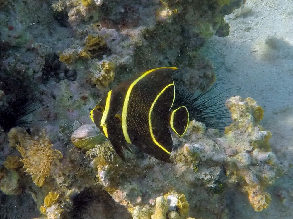 French Angelfish Juvenile (8