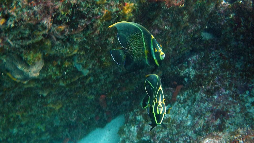 French Angelfish Juvenile (S)