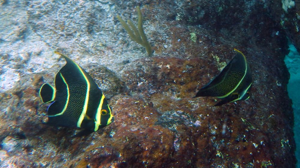 French Angelfish Juvenile (S)