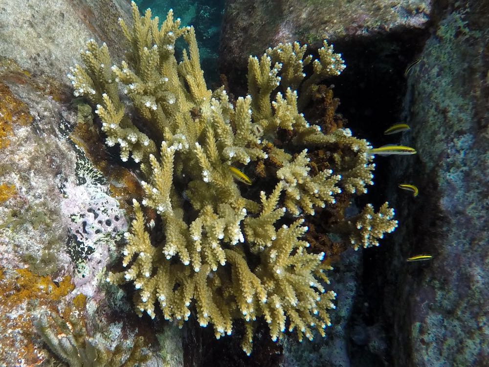 Fused Staghorn Coral