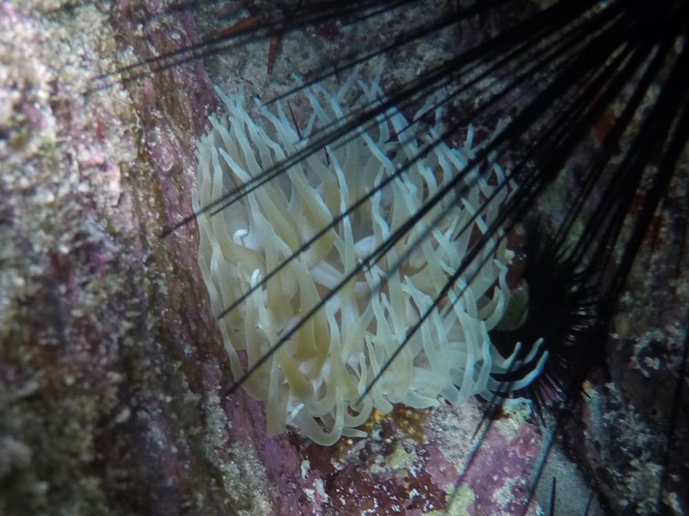 Giant Anemone