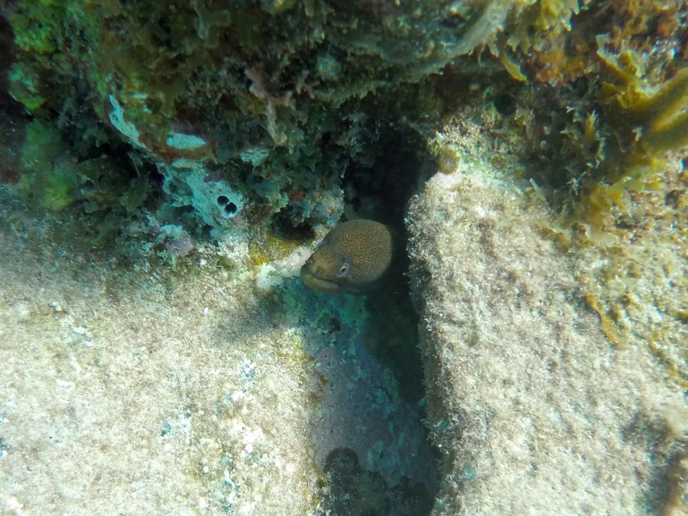 Goldentail Moray Eel