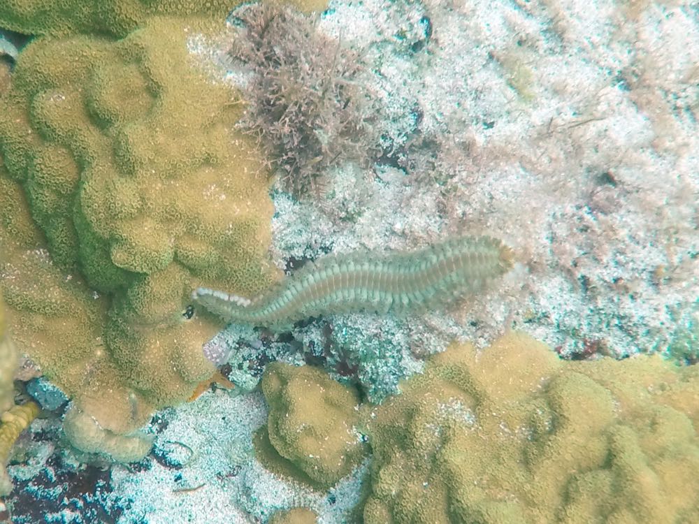 Bearded Fireworm (4