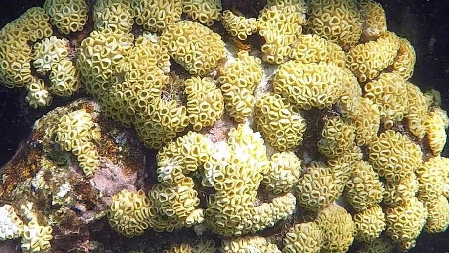 Golfball Coral