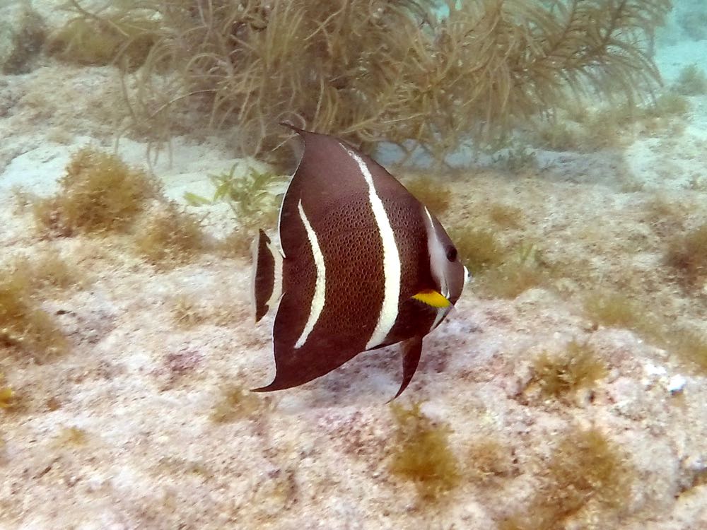 Gray Angelfish Juvenile