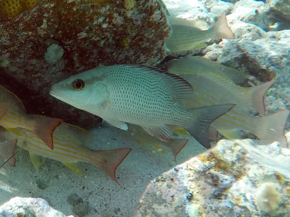 Gray Snapper Juvinile