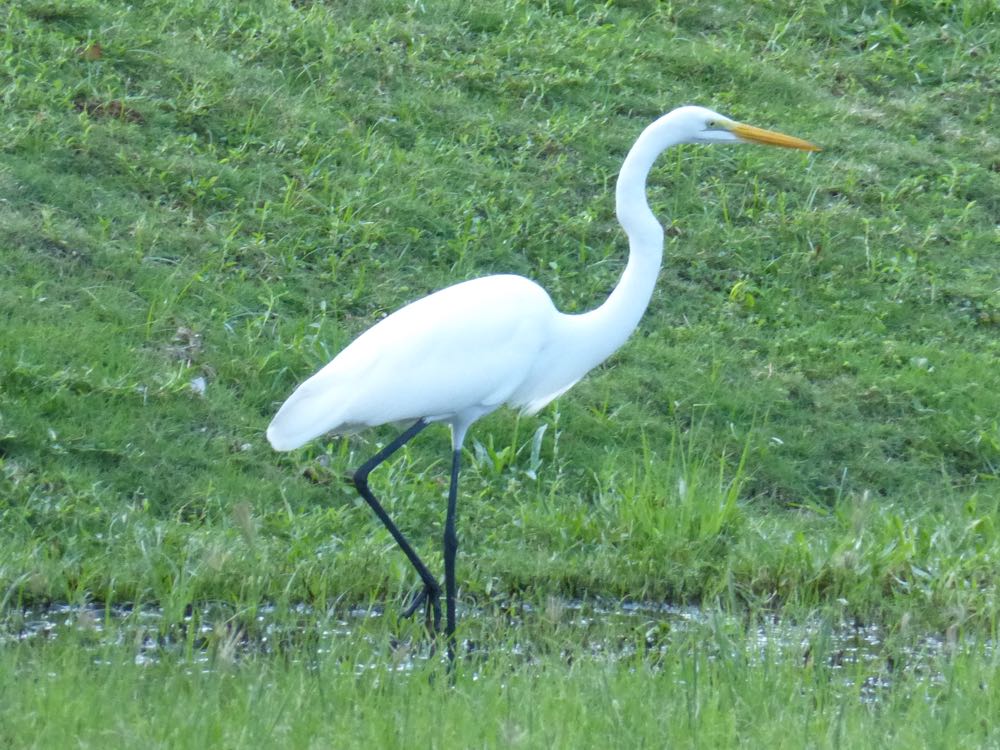 Great Egret