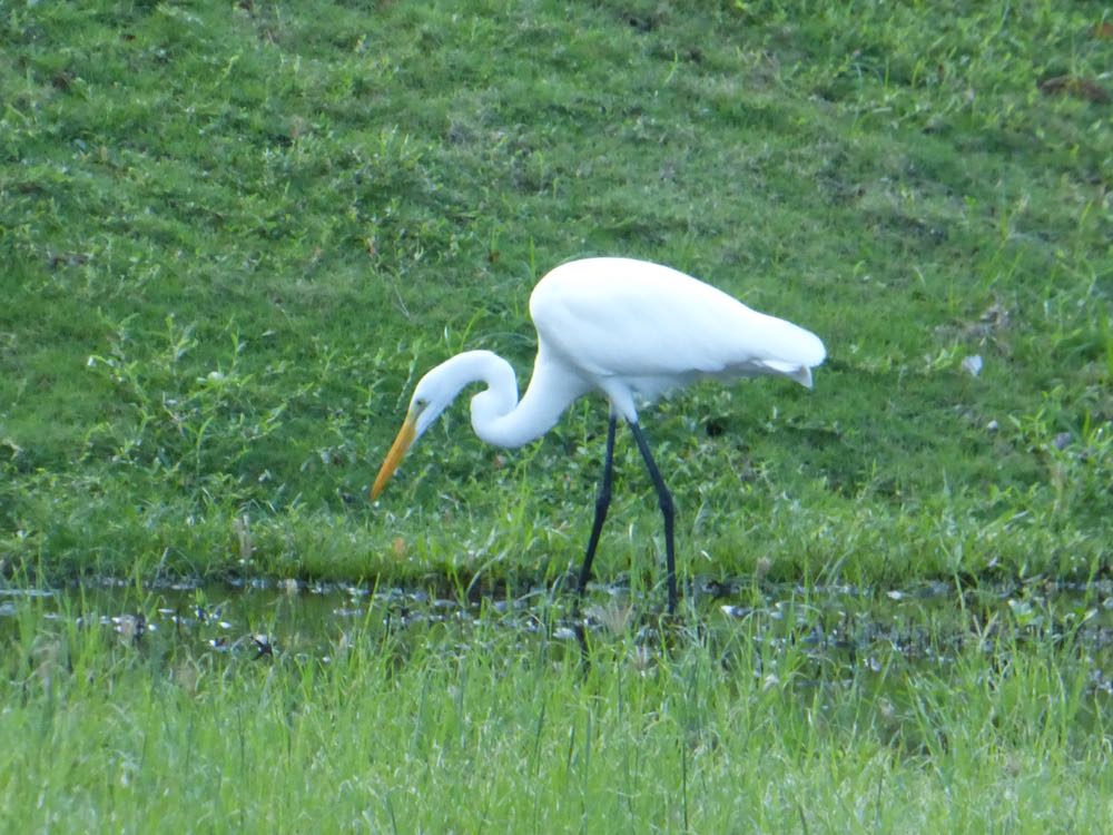 Great Egret