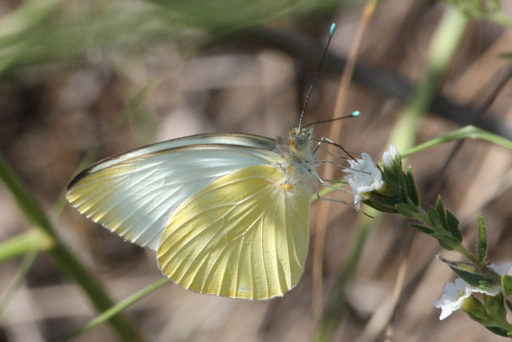 Great Southern White (Ascia monuste)