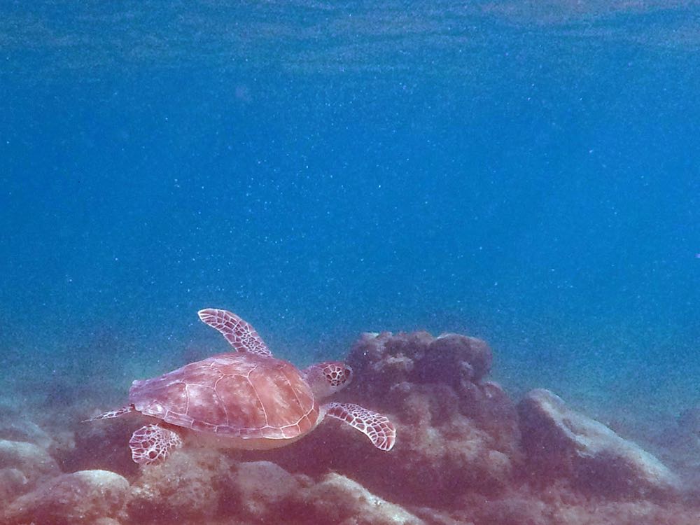 Green Sea Turtle