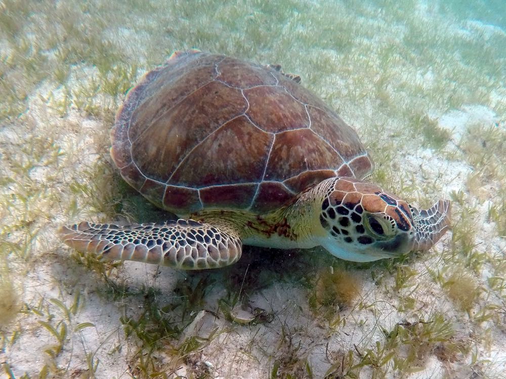 Green Turtle