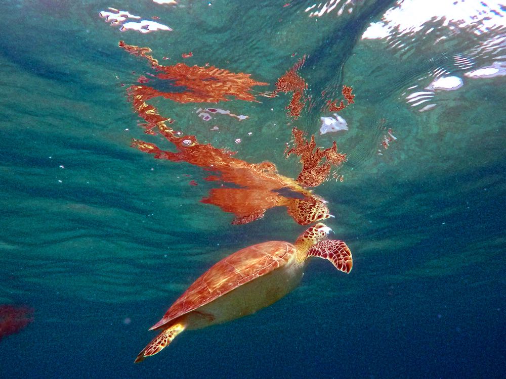 Green Turtle