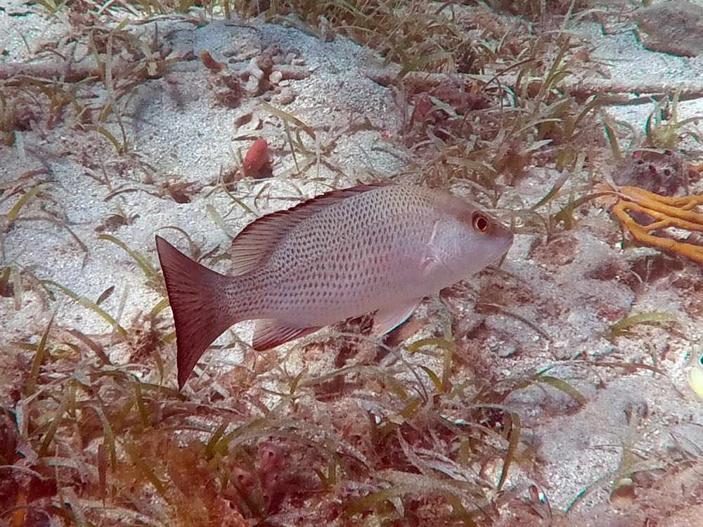 Grey Snapper Juvenile (8