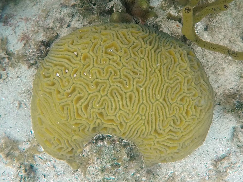 Grooved Brain Coral
