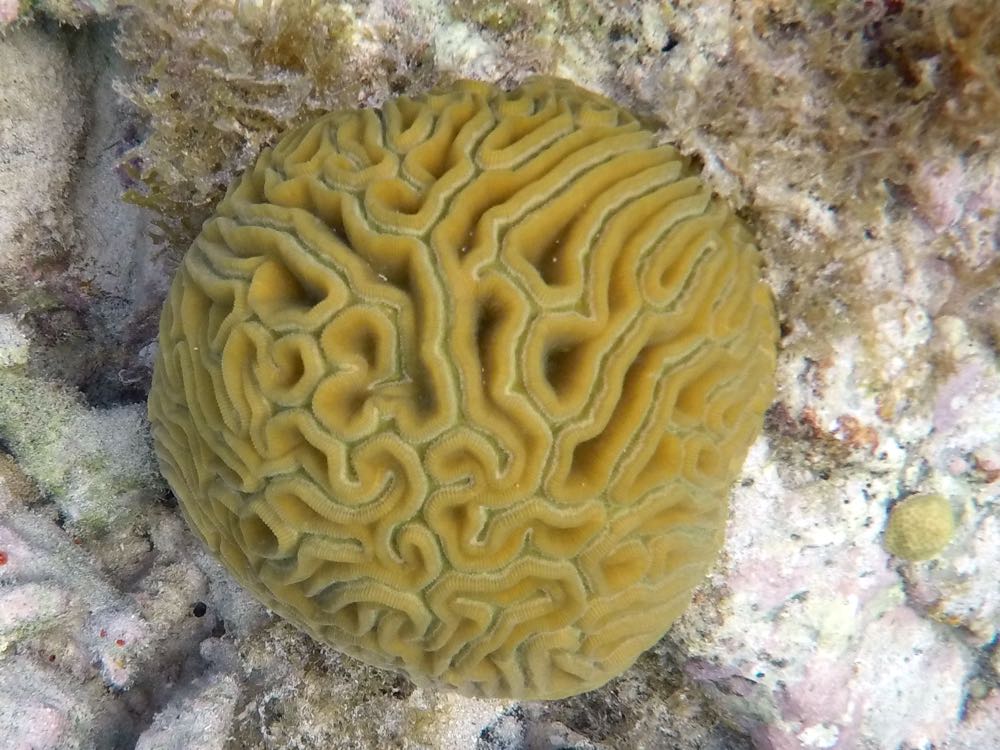 Grooved Brain Coral