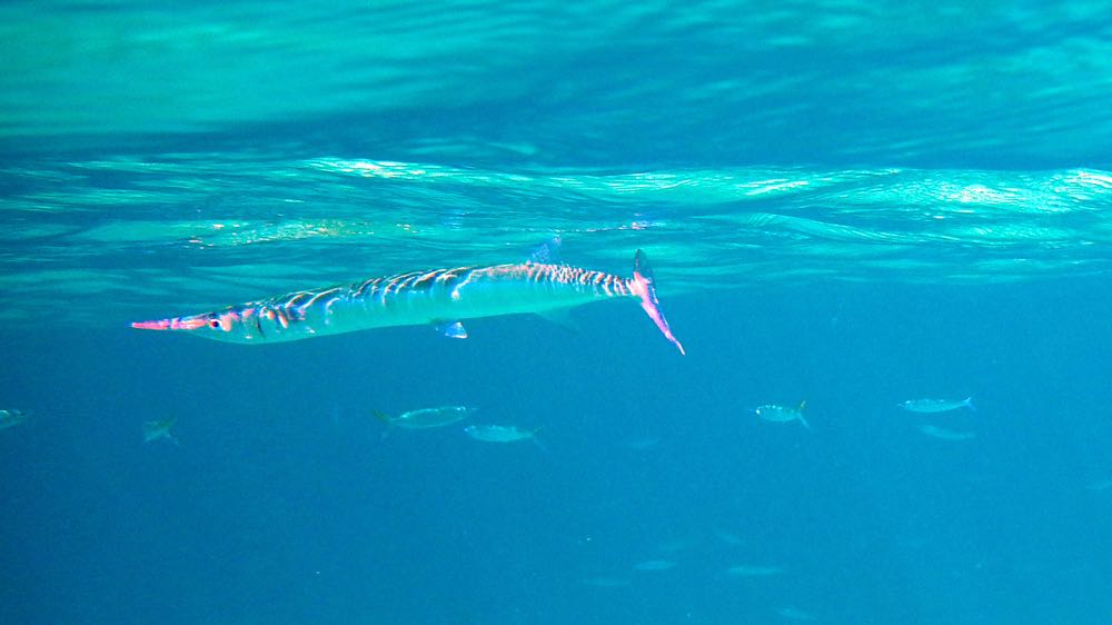 Keeltail Needlefish (8