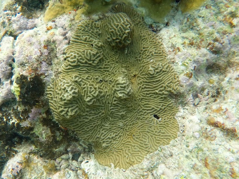 Knobby Brain Coral