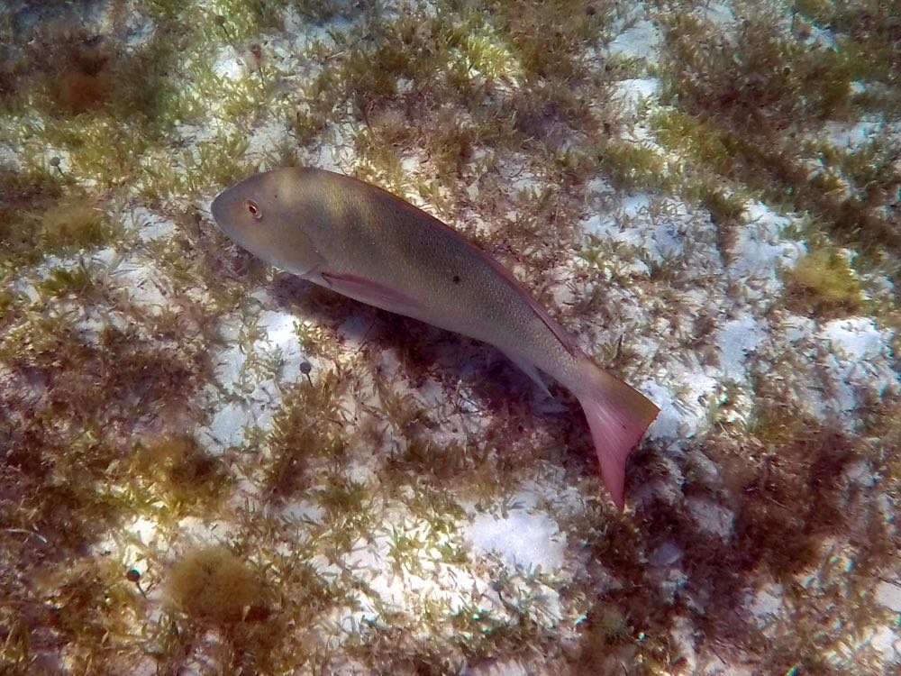Lane Snapper (36