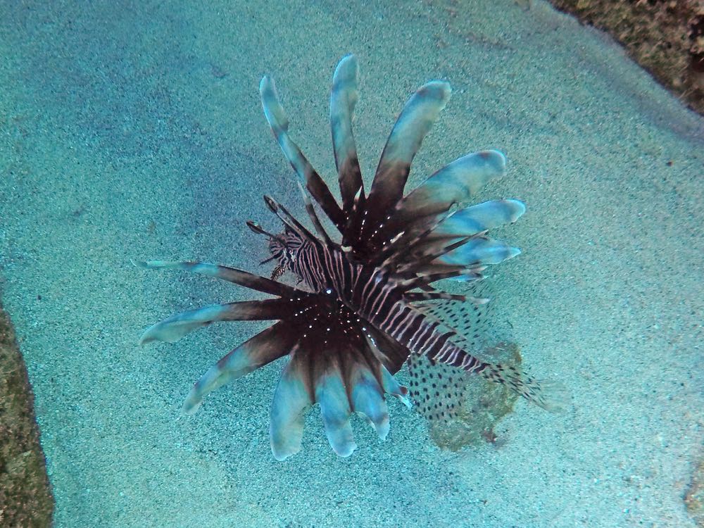 Lionfish (6