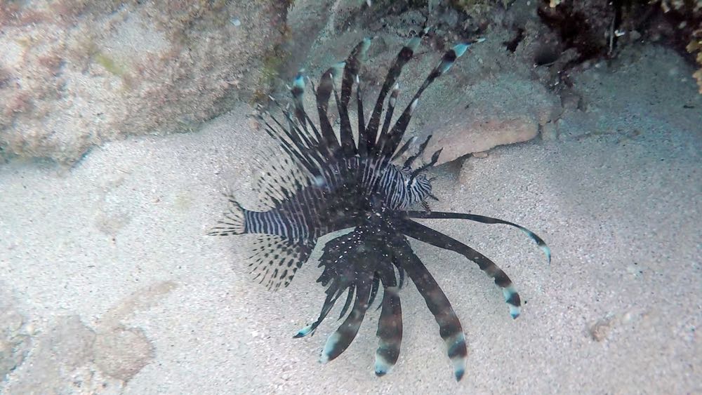Lionfish (S)
