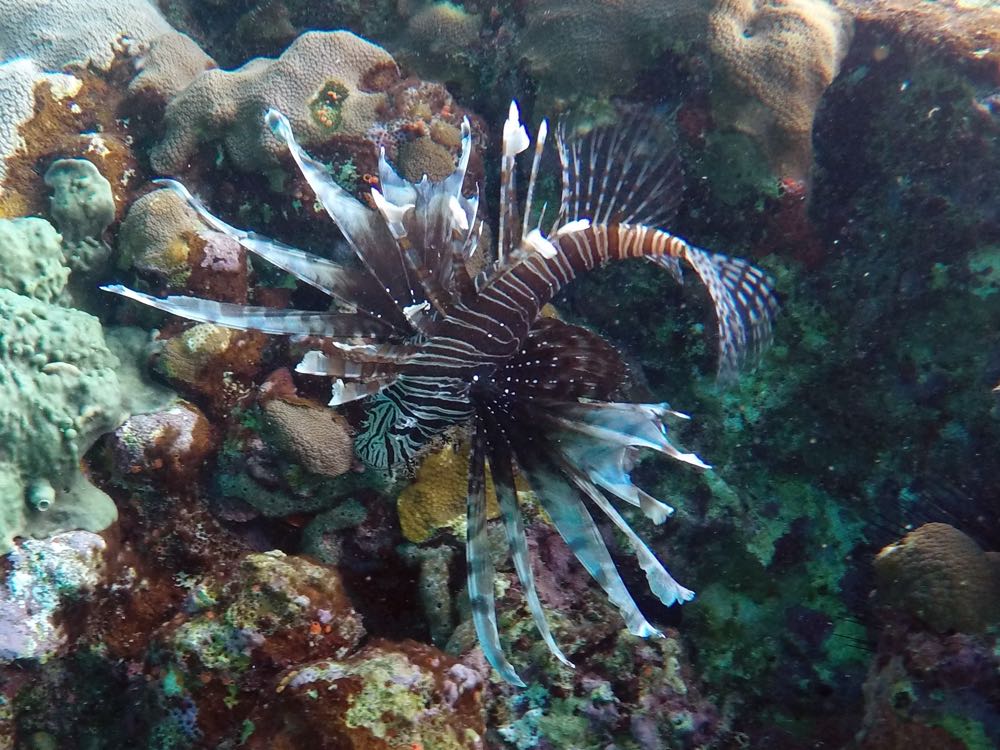 Lionfish Spring Bay North