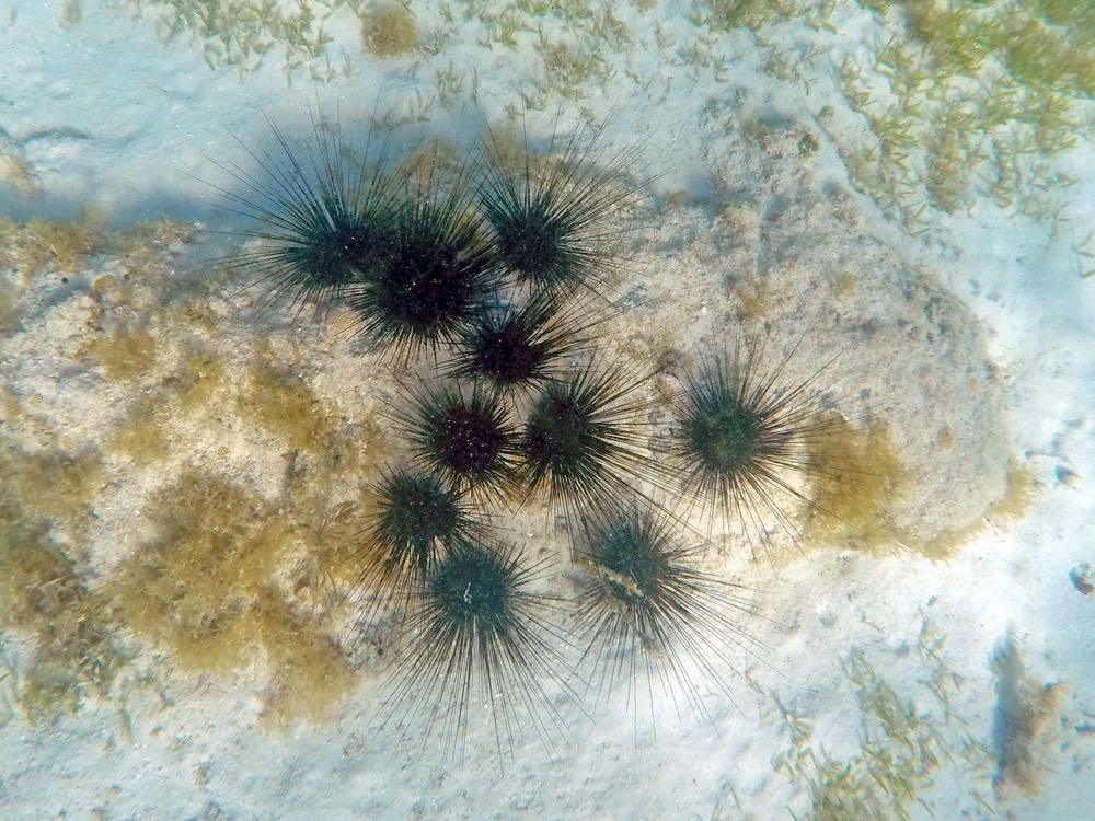 Longspine Sea Urchin