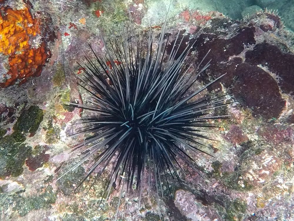 Longspine Sea Urchin (8