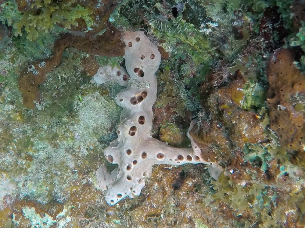 Lumpy Overgrowing Sponge