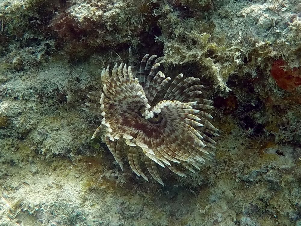 Magnificent Featherduster Worm