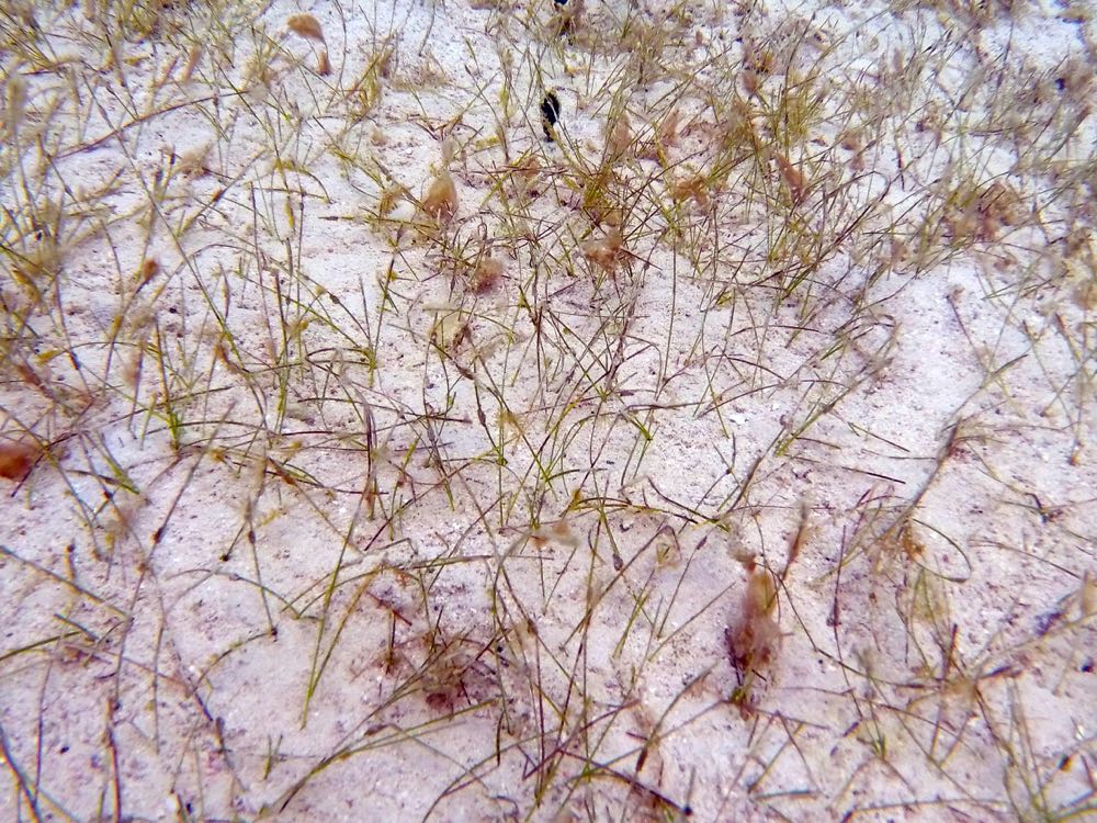 Manatee Grass