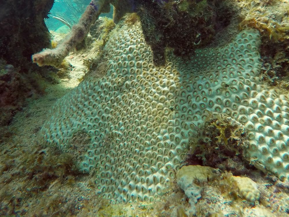 Mat Zoanthid